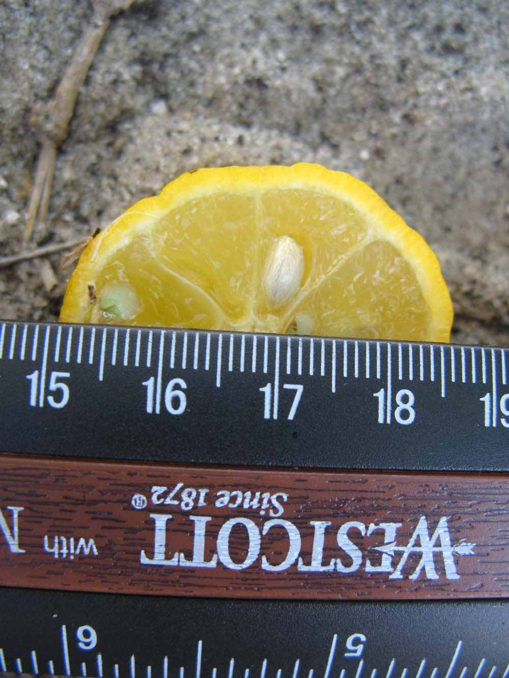              Fruit cross-section (Winter Haven, FL)       